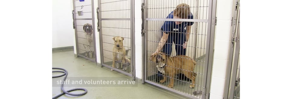 Employer Branding_Animal Human Society